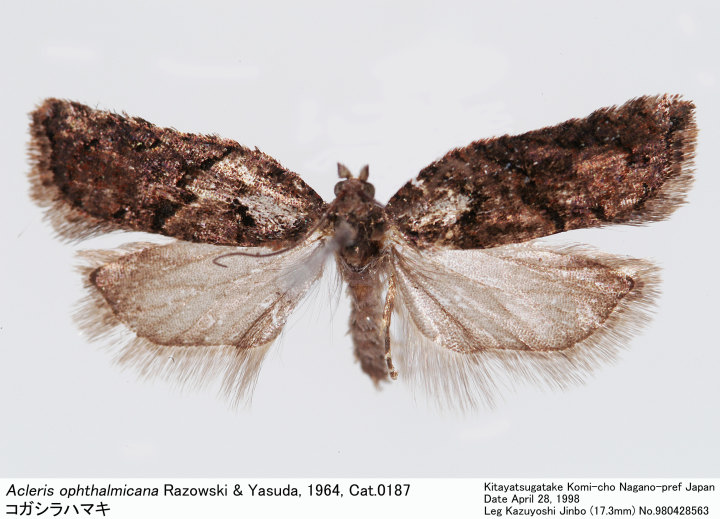 Acleris_ophthalmicana_98042856